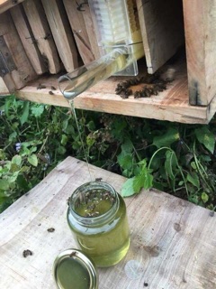 Mật ong hoa bạc hà - 500ml