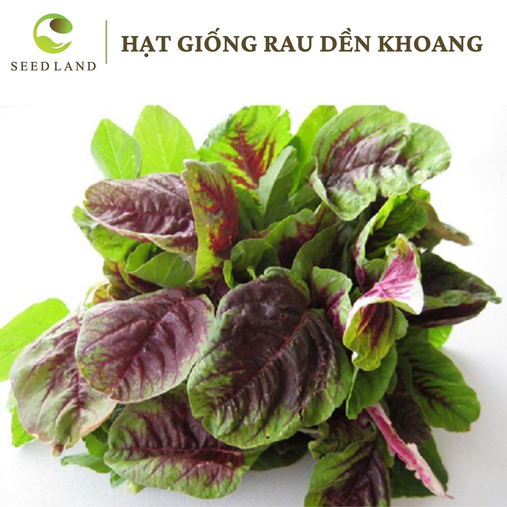 Hạt giống rau dền khoang cao sản - 20gr, dền tía lá to năng suất Seed