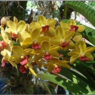 Ngọc điểm cây giống