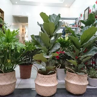 Giỏ cói trồng cây