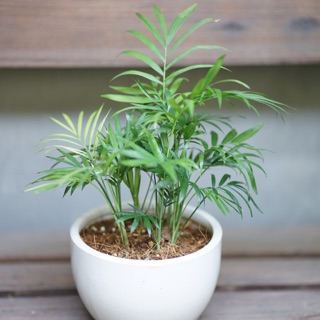 Cau Tiểu Trâm size lớn và nhỏ - combo chậu và cây