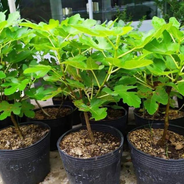 Cây SUNG MỸ giống F1 tặng kèm PHÂN SIÊU LÂN giúp cấy sinh trưởng phát triển phù hợp mọi loại đất trồng