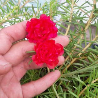 Mười giờ Thái kép ĐỎ - 10 cành giống