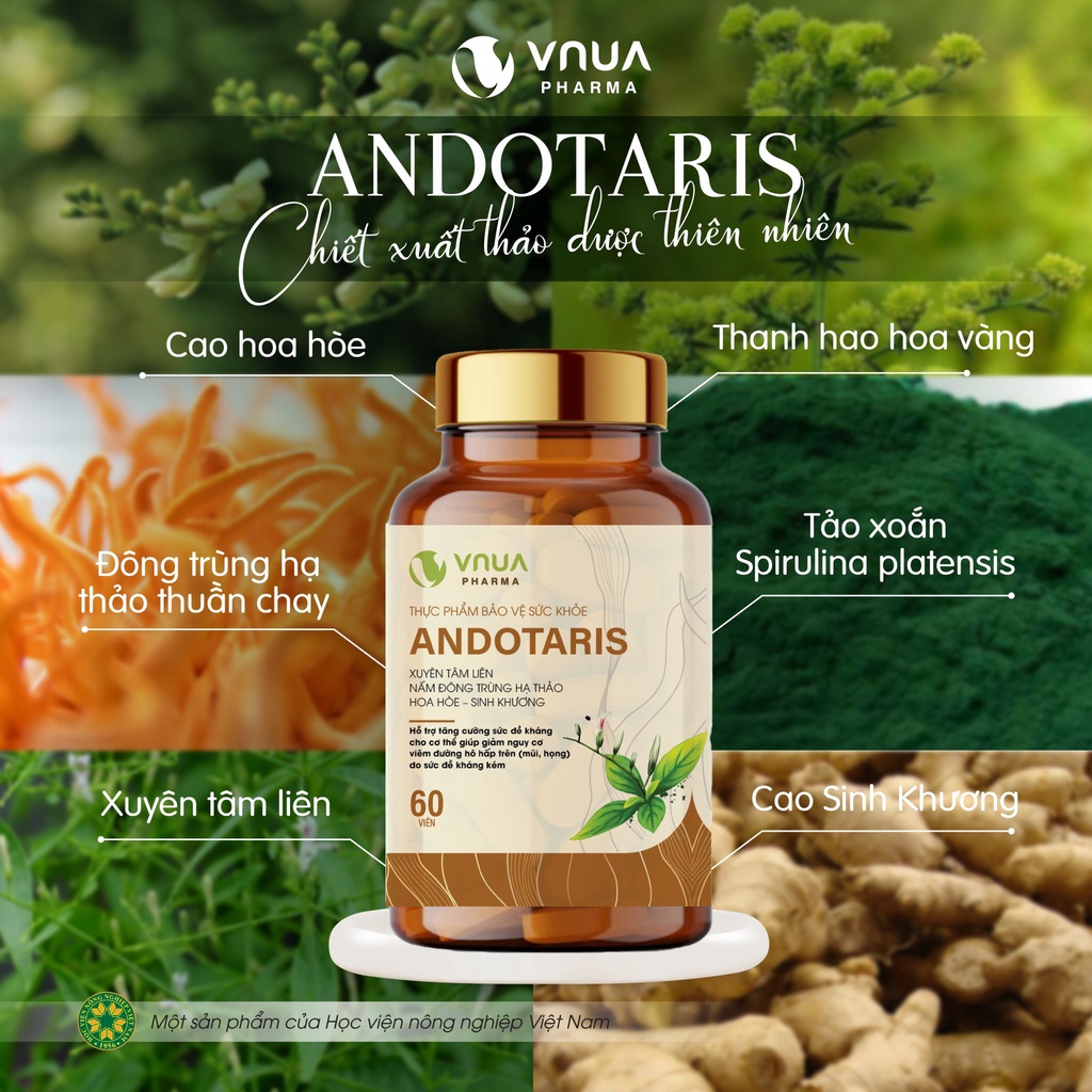 Andotaris VNUA Pharma Viên Uống Tăng Sức Đề Kháng Giảm Nguy Cơ Viêm Đường Hô Hấp, Viên Uống Xuyên Tâm Liên - Hộp 60 Viên