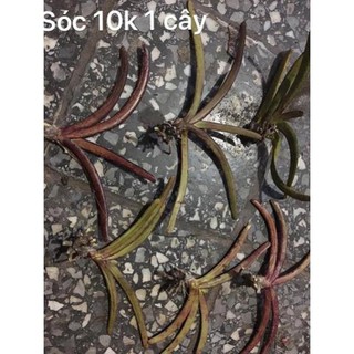 1 bó lan đuôi sóc tím rừng lào- cây giống lan rừng