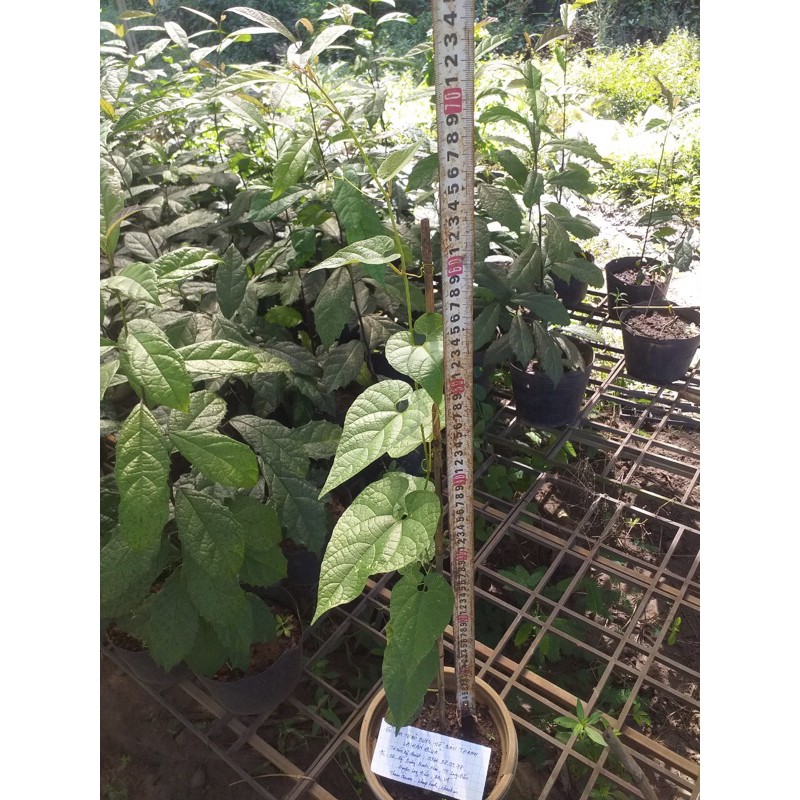 Cây giống la hán quả
