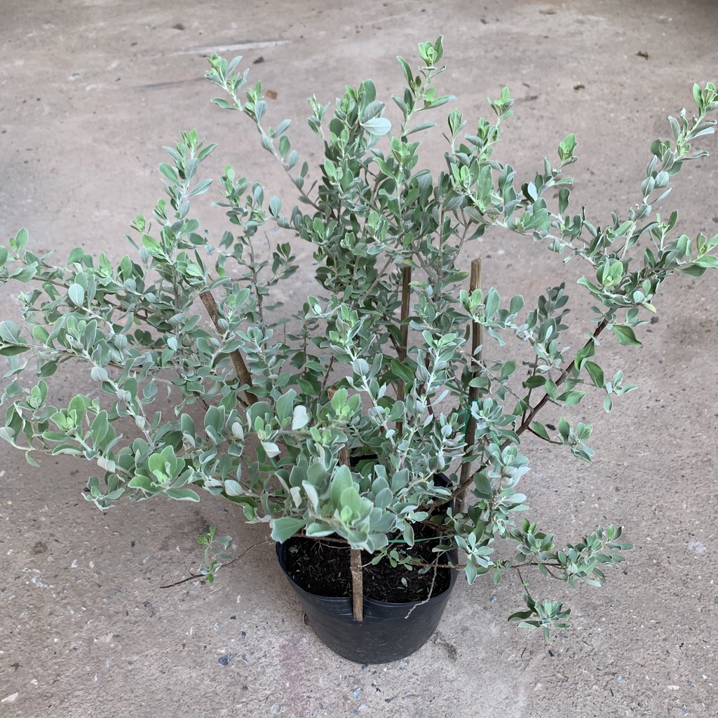 Cây tuyết sơn phi hồ cao 45cm, lá màu ánh bạc và sắc hoa tím tuyệt đẹp, tạo bóng mát sân vườn, ban công