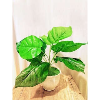 Thành phẩm - Chậu cây lá sen đậm, cây xanh trang trí nhà cửa, chậu cây để bàn xinh xắn, cây giả giá rẻ