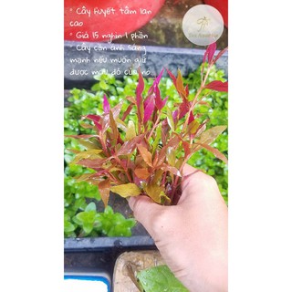 CÂY THỦY SINH HUYẾT TÂM LAN-TRANG TRÍ HỒ CÁ