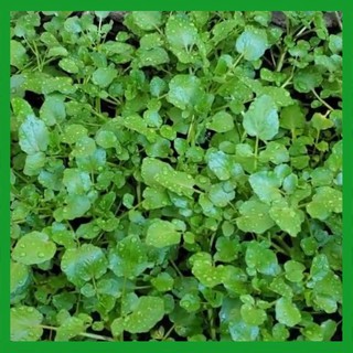 Hạt giống rau Cải Xoong