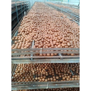 500g_Macca Đăk Lăk