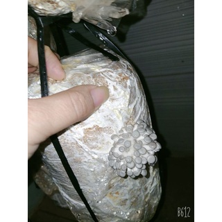 PHÔI NẤM BÀO NGƯ (NẤM SÒ)