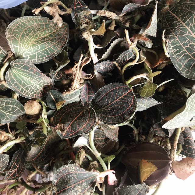 🍀🍃LAN KIM TUYẾN rừng  100gram🌿🌴