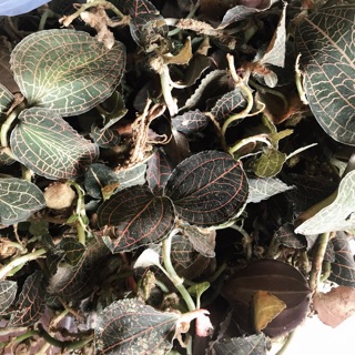 🍀🍃LAN KIM TUYẾN rừng ( lá kim cương ) 100gram🌿🌴