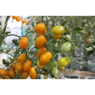 Hạt Giống Cà Chua Cherry Rủ Vàng Gói 50 hạt - HÀNG CÔNG TY