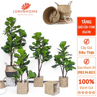 Cây giả, cây bàng singapore giả - Cây giả decor trang trí nhà cửa nội thất phòng khách phòng ngủ