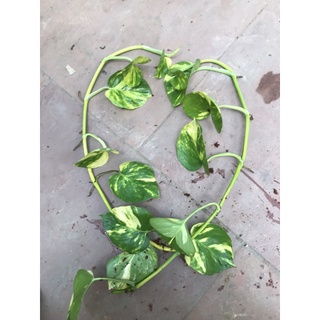 Cây trầu bà(combo 2 nhánh)