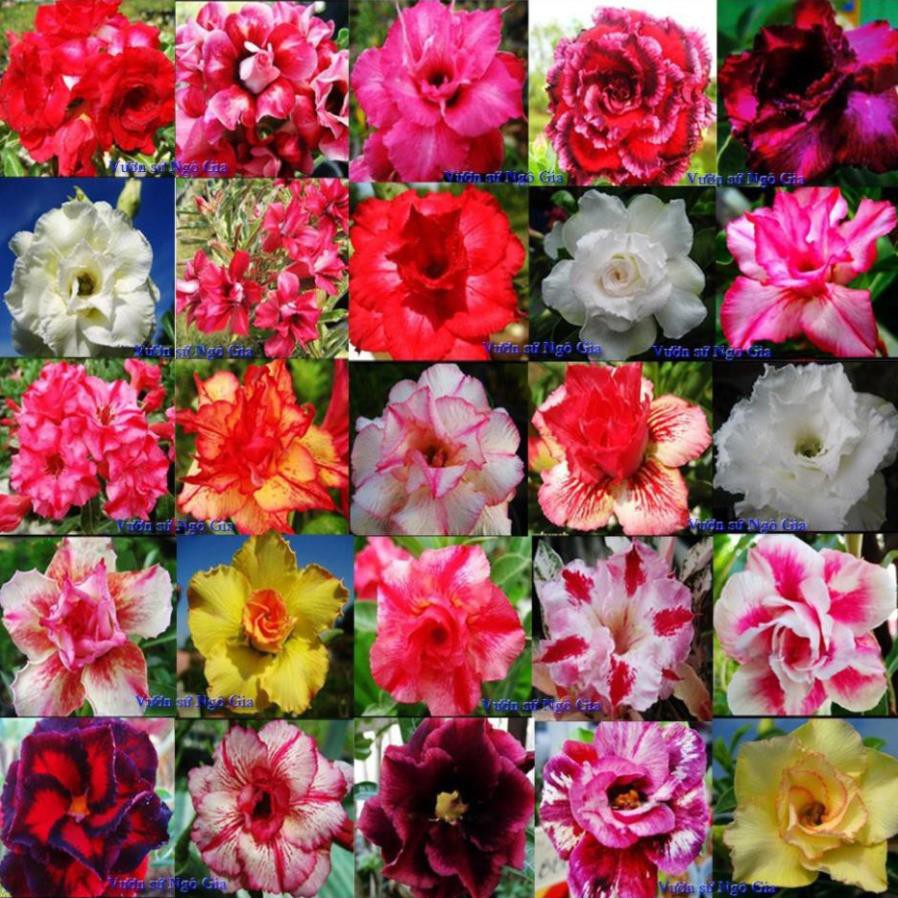 COMBO 5 CÂY GIỐNG Hoa sứ thái kép nhiều màu HÀNG GIEO HẠT