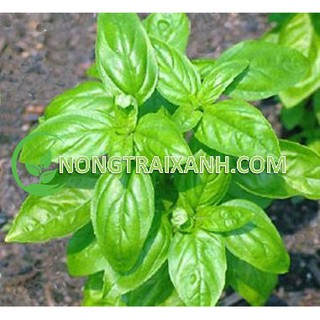 5gr - hạt giống rau quế lá to