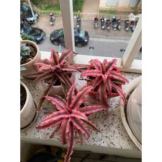 Cây dứa tiểu phụng chậu 3 đầu kèm video