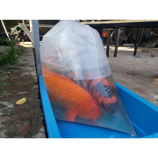 thuốc tím cho cá, thuốc sát khuẩn cho cá