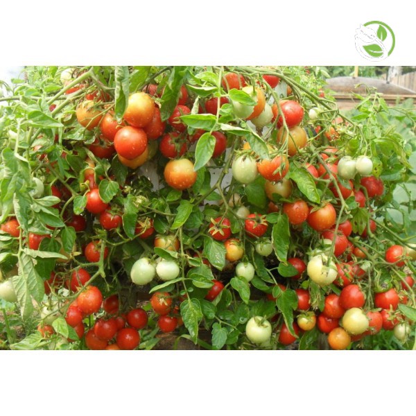 Hạt Giống Cà Chua Bi F1 PN-99 Phú Nông - Gói 0.1g - Cherry Tomato