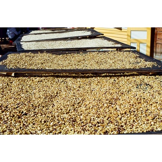 Cà phê hạt rang mộc Premium Robusta