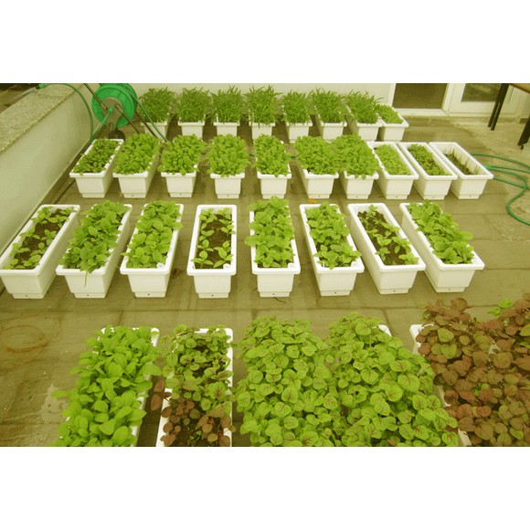 5 Khay trồng rau thông minh 67 x 24 x cao 20cm