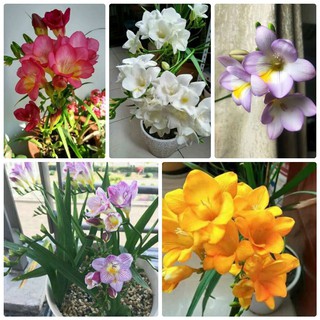 củ LAN NAM PHI THƠM CÁNH KÉP-CỦ GIỐNG