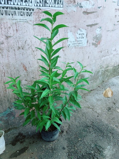 Cây Lá Vối
