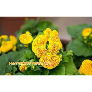 Hạt Giống Hoa Huyền Sâm - 5 Hạt