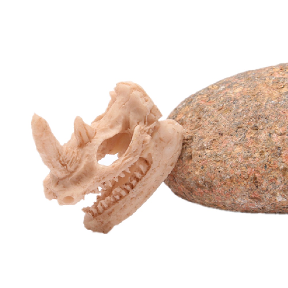 Đồ Trang Trí Bể Cá Hình Khủng Long, Cừu, Đầu Lâu Tê Giác