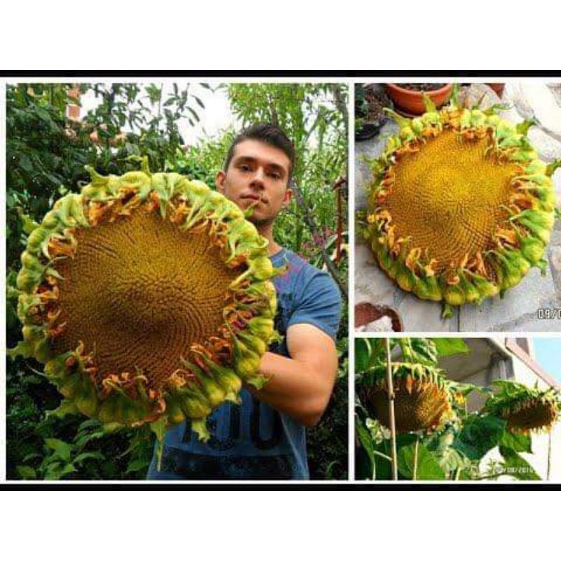 20 hạt giống hướng dương khổng lồ ăn hạt 💥💥 Siêu Nảy Mầm 💥💥 chất lượng cao