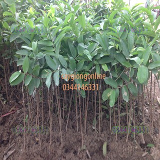 Cây ổi găng ngọt