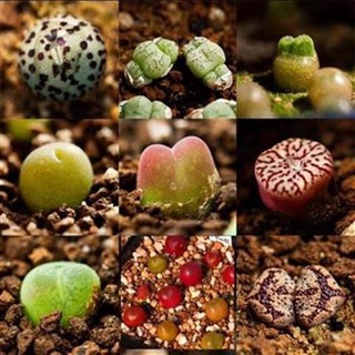 Hạt giống sen đá móng ngựa 50h