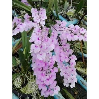 Hoa lan vũ nữ peru