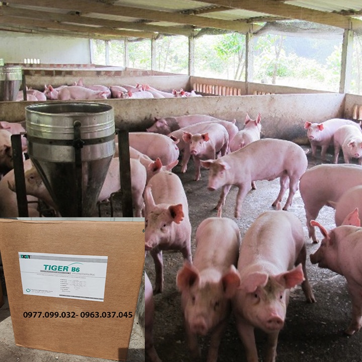 Nguyên Liệu Vitamin B6  hàm lượng 99%. Hỗ trợ tăng trưởng và tiêu hóa. Thùng 25kg