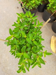 Cây kim đồng vàng