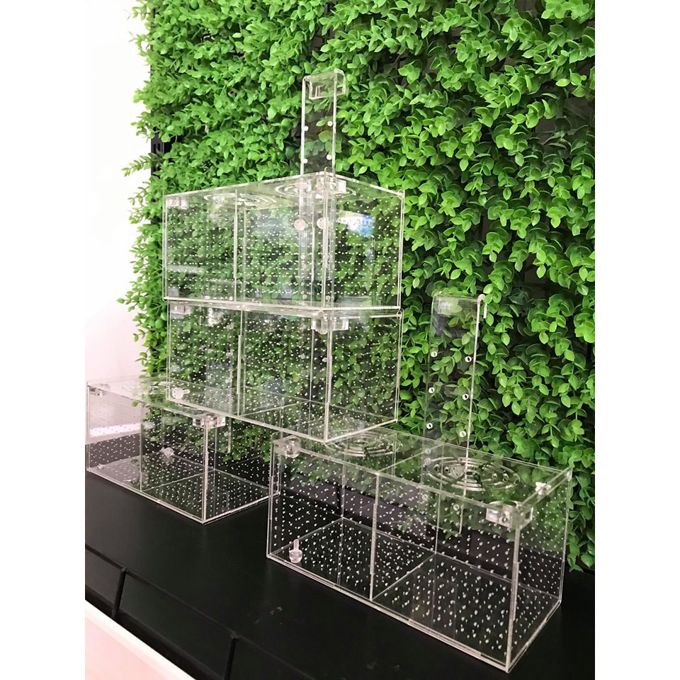 Box tép, Lồng dưỡng tép/ cá treo thành bể 2 ngăn 20x20x10cm