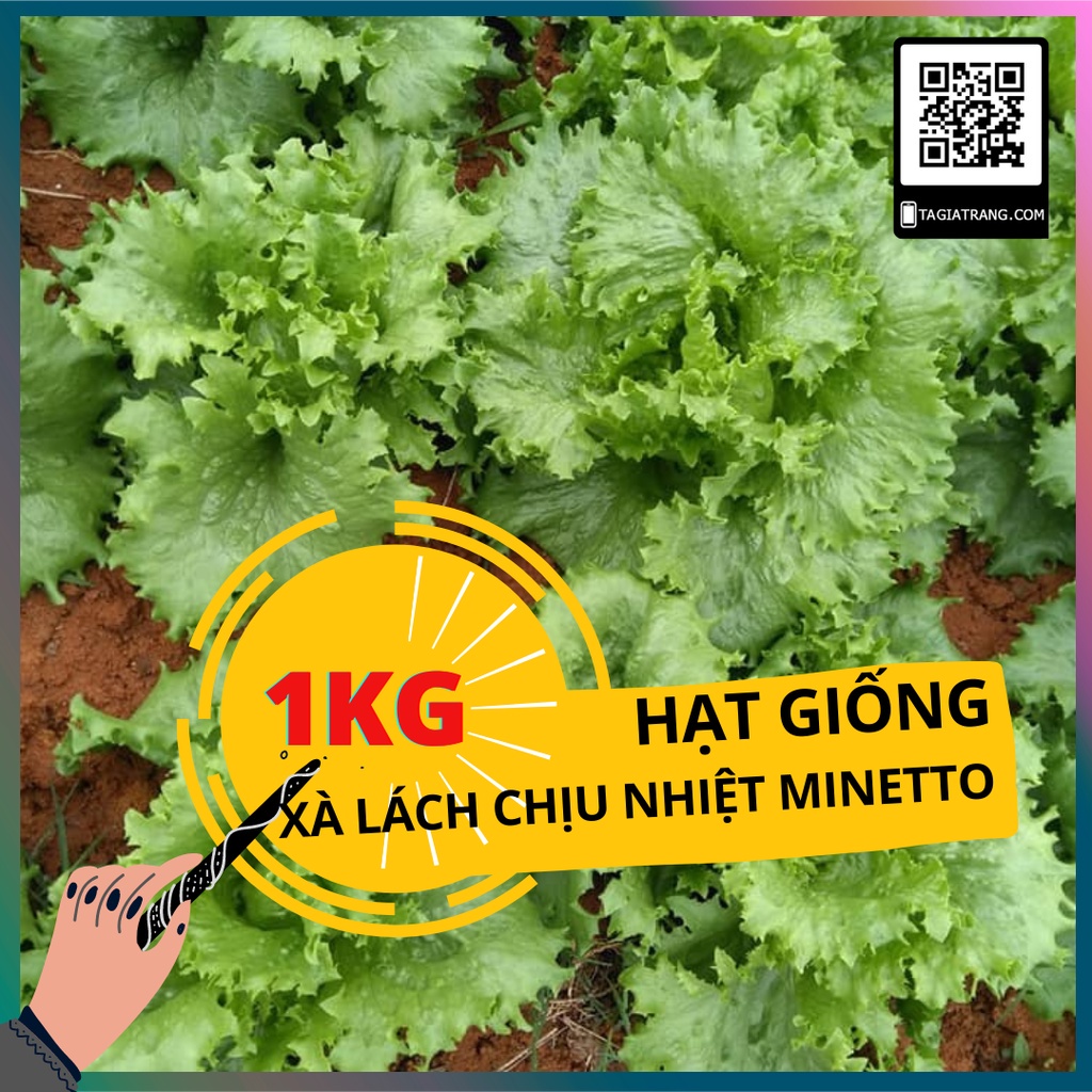 1KG Hạt giống rau xà lách chịu nhiệt minetto - xà lách Mỹ giòn