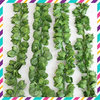 Dây leo: Lá nho, trầu bà, thường xuân, rau má, dưa leo nhật - Trang trí tường, hàng rào, làm giỏ treo tường