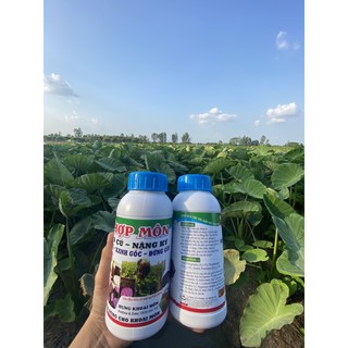 Siêu To Củ khoai Môn