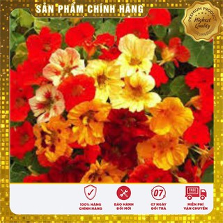 Hạt Giống Hoa Sen Cạn Mix(10 hạt)