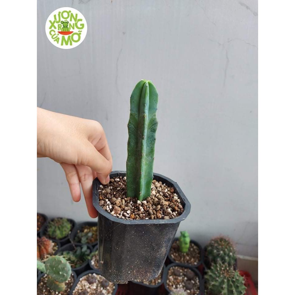 Xương rồng trụ myrtillo