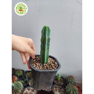 Xương rồng trụ myrtillo