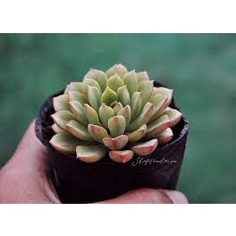SEN ĐÁ ÁNH DƯƠNG🌵SIZE6CM🌵 💎 |FREESHIP| 🔥 XUẤT XỨ ĐÀ LẠT, ĐÃ THUẦN KHÍ HẬU, SIÊU KHOẺ ĐẸP 🔥LỖI 1 ĐỔI 1