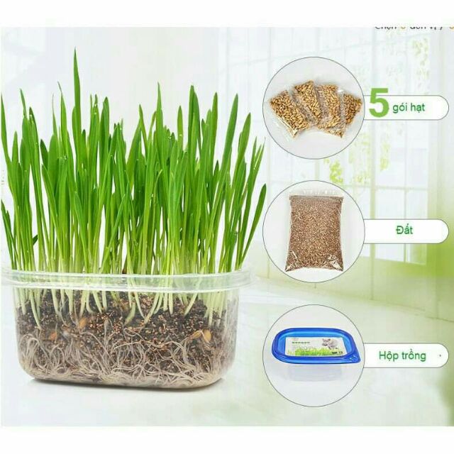 Bộ kit trồng cỏ lúa mạch cho mèo