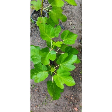 Cây sung mỹ brownturkey