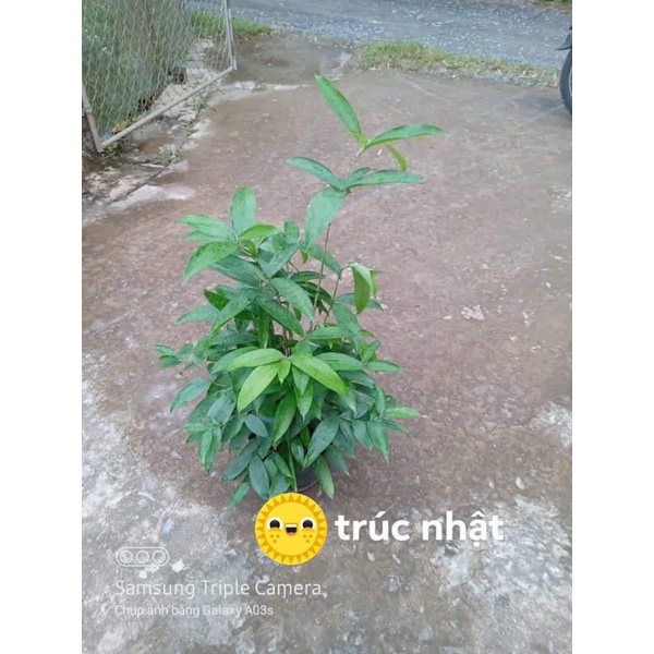 Cây Trúc Nhật Xanh - cao 40cm - 50cm
