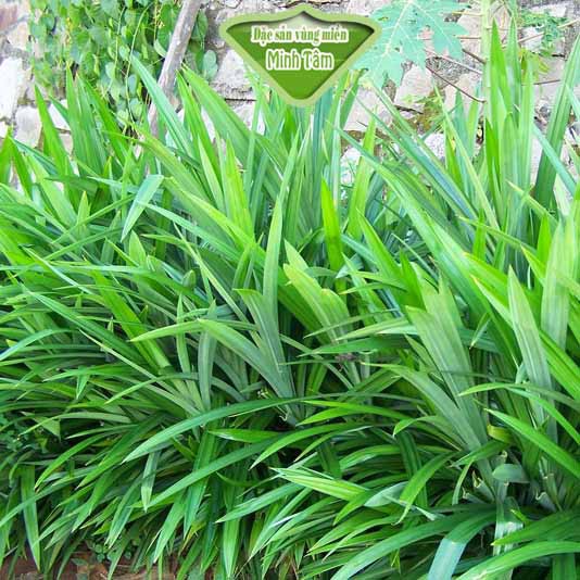 Lá dứa thơm tươi ngon [ CHỈ GIAO TPHCM]